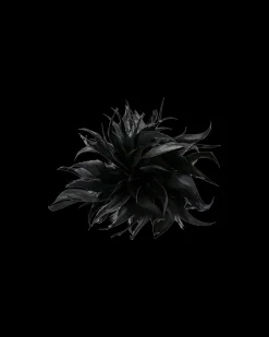 Barrette - Wonderful Darkness