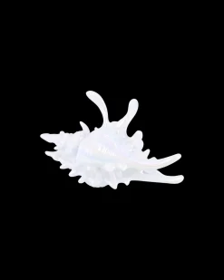 Pince à cheveux - White Conch